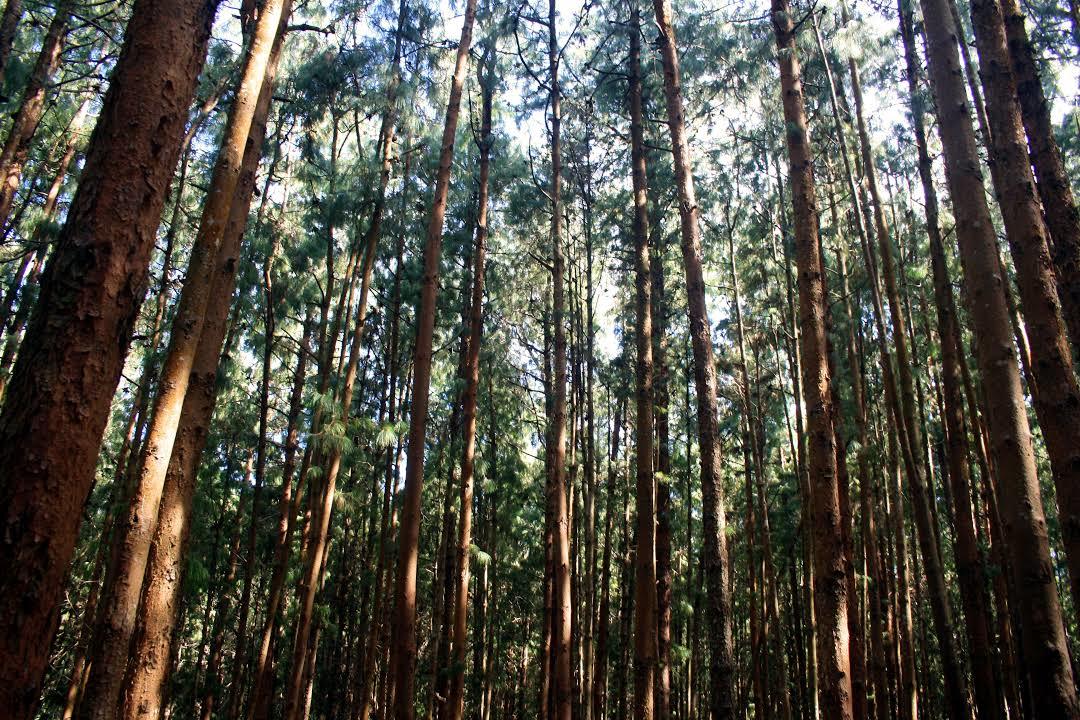 Kodaikanal Pine Forest